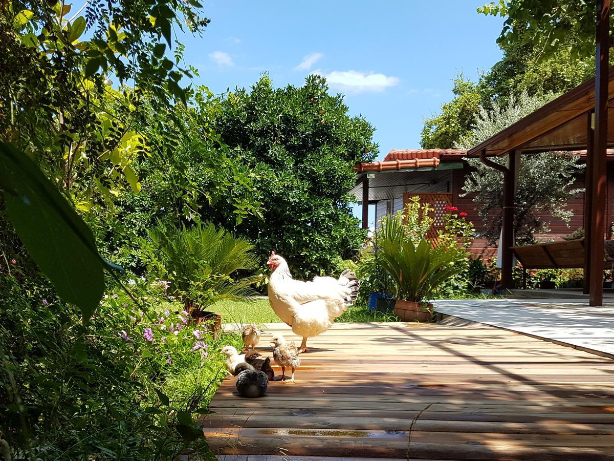 טקירובה Aygun Pension מראה חיצוני תמונה